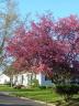 Crabapple