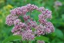 Joe-pye-weed, Red Boneset/Eupatorium purpurcum