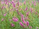 Puple loosestrife/Lythrum salicaria