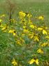 Green-headed Coneflower/Rudbeckia laciniata