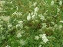 Queen-Anne'sLace,Wild Carrot/Daucus carota