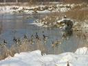 Канадские гуси на нашей речке
