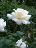 Просто белая роза