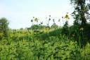 Green-headed Coneflower