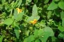 Spotted Jewelweed