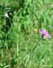 Black Knapweed