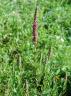 Purple Loosestrife