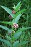 Milkweed