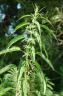 Stinging Nettle