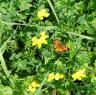 Bird's-foot Trefoil