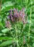 Blue Vervain