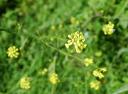 Wintercress